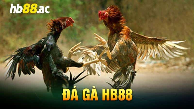 Đá gà Hb88