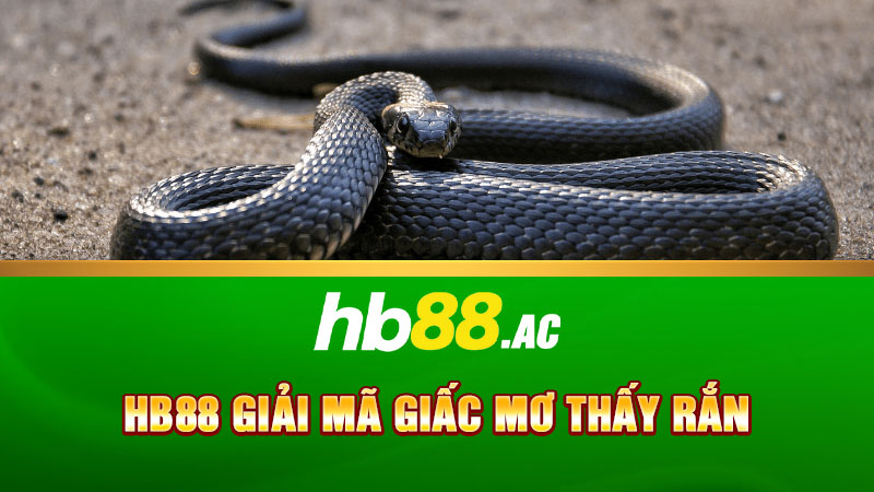 HB88 giải mã giấc mơ thấy rắn